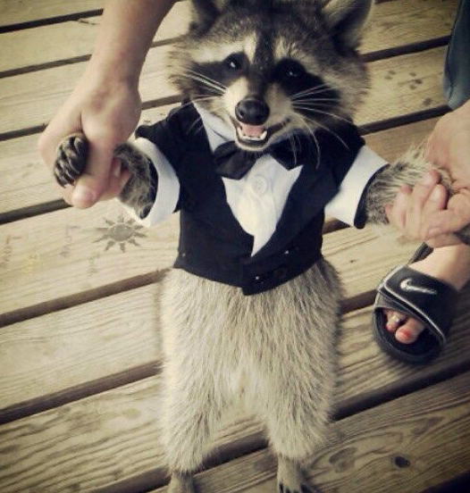 Raccoon wearing tuxedo