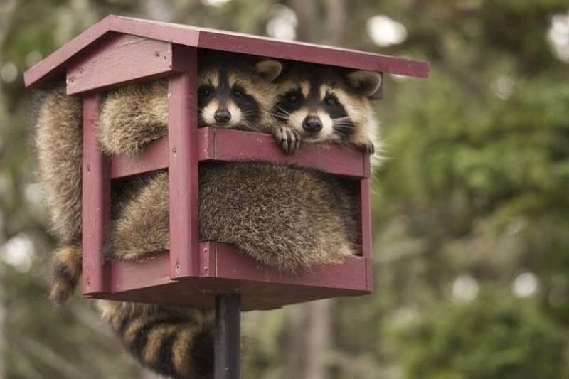 Raccoons in raccoon house