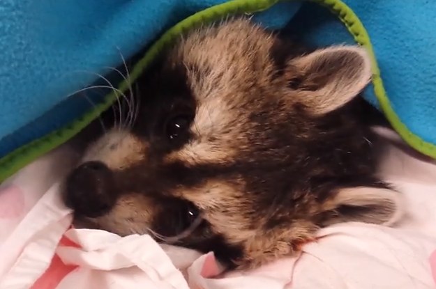 Raccoon under blanket