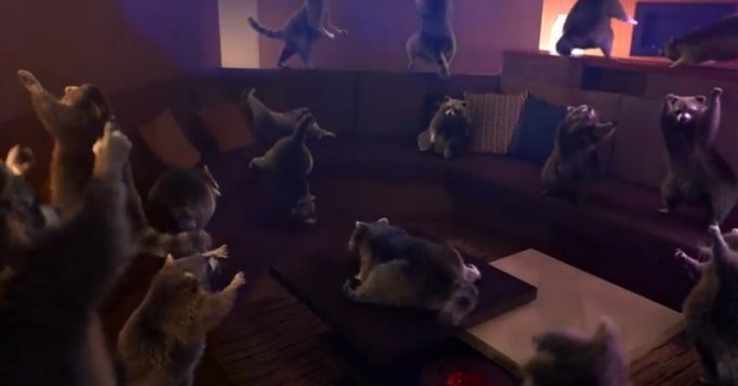 Raccoons in living room