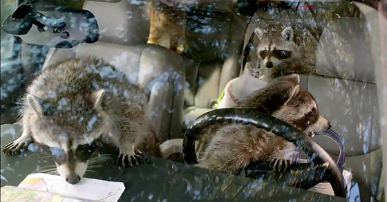 Raccoons driving car